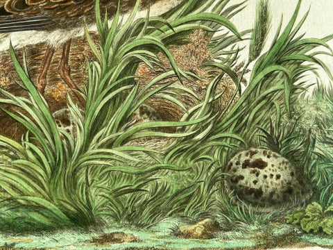 Ruff Bird Print with Nest, Tringa Pugnax by Nozeman and Sepp, 1770, view 8