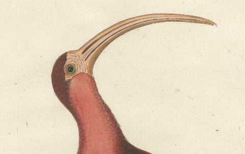 Hand-Colored Engraving of the Red Curlew by Johann Michael Seligmann, ca.1770, close-up 4