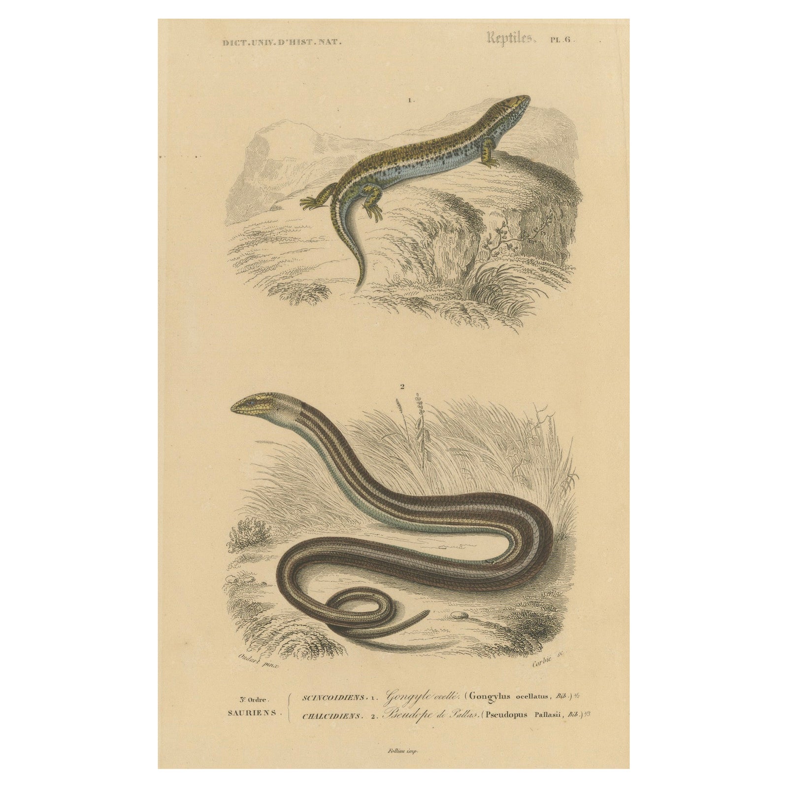Lizard Print of Ocellated Skink and European Glass Lizard, c.1850, Orbigny