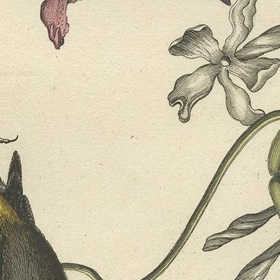 Antique Print of Various Plants and the Yellow-Rumped Warbler by Seligmann, close-up 2