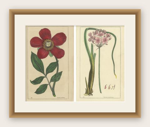 1871 Botanical Prints of Paeonia and Butomus from Tunbridge Wells Flora, shown framed