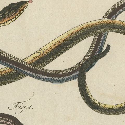 Four Snakes in Colourful Coils, Antique Bertuch Print, Vienna, circa 1805, close-up 5