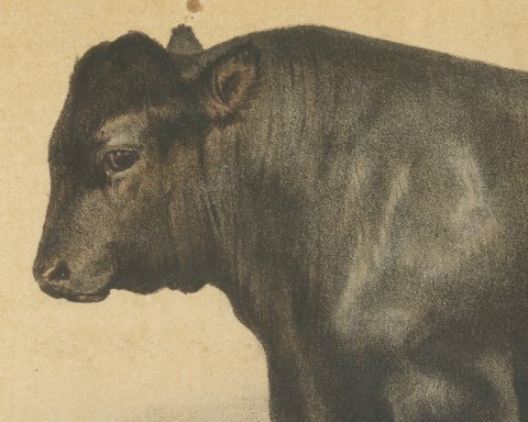 Angus Bull, Scottish Cattle Chromolithograph by Olivier de Penne, 1863, close-up 1