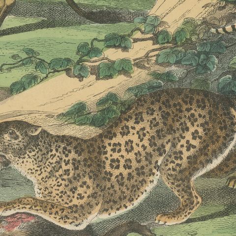 Antique Lion, Jaguar, Leopard and Cheetah Print, Big Cats by Kolb, circa 1890, close-up 3