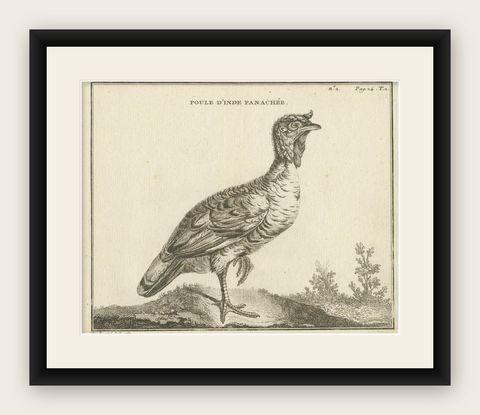 Antique Bird Print of a Variegated Indian Hen by Fessard, 1819, shown framed