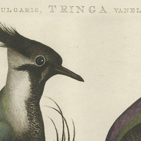 Northern Lapwing Print, Tringa Vanellus Vulgaris by Nozeman and Sepp, 1770, close-up 1