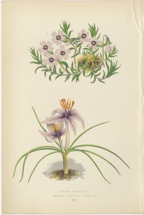 Moss Phlox and Greek Saffron Crocus hand coloured botanical print 1874, view 2