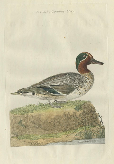 Male Eurasian Teal, Antique Dutch Bird Print by Sepp & Nozeman, 1789, close-up 2