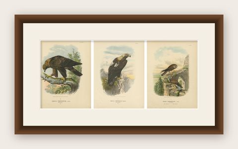 Birds of Prey, Antique Prints of Eagles and Falcons, Set of Three, 1894, shown framed