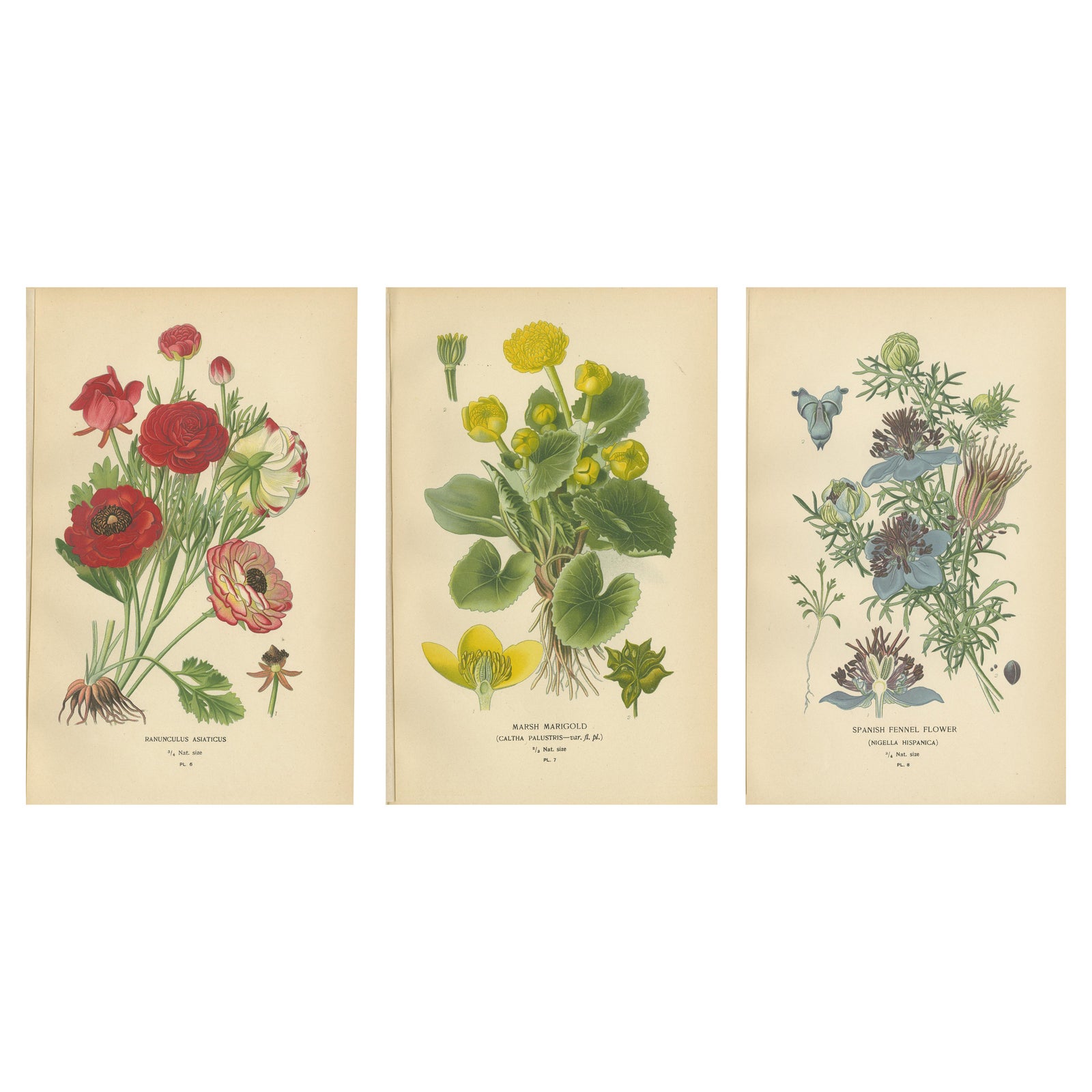 Heritage Blossoms: A Victorian Botanical Selection, 1896