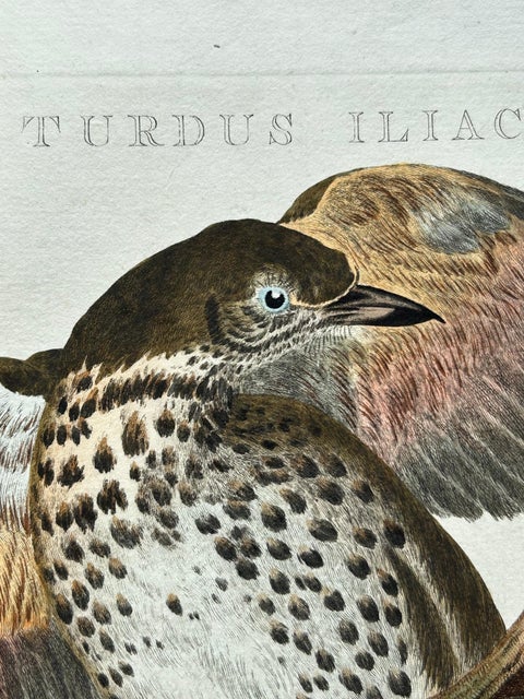 Redwing Thrush, Antique Bird Print by Nozeman and Sepp, 1770, view 5