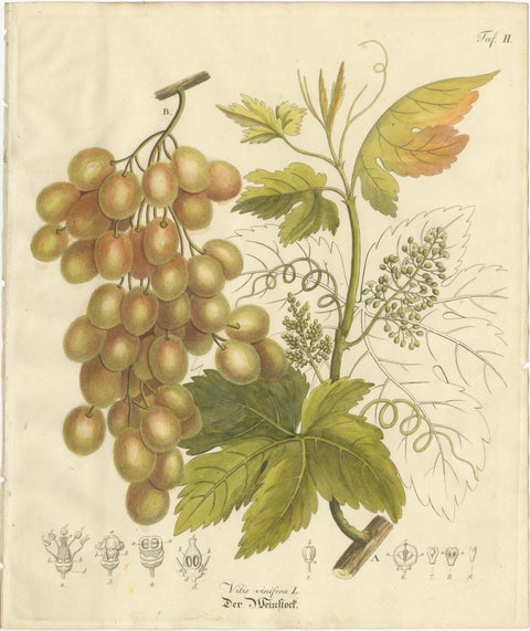 Antique Grape Botanical Engraving, Vitis Vinifera, Hand Colored, c.1831, view 2