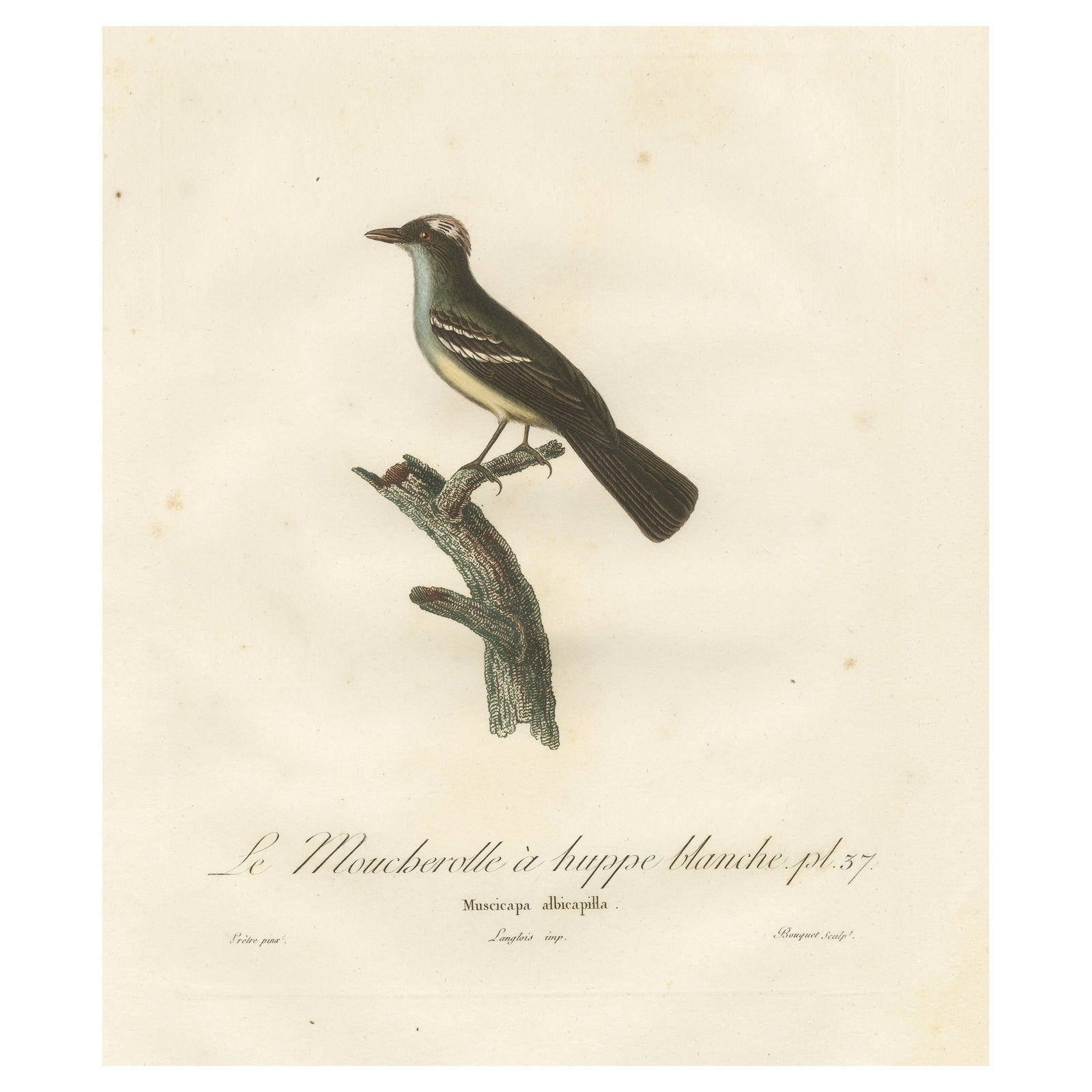 White-Crested Flycatcher - 'Le Moucherolle à huppe blanche' Ornithological Art