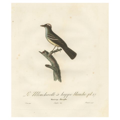 White-Crested Flycatcher - 'Le Moucherolle à huppe blanche' Ornithological Art