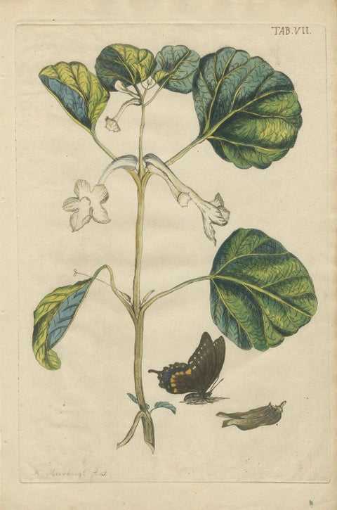 Bold Leaves and Butterfly, Hand-Colored Botanical Print from Meerburgh, 1775, close-up 4