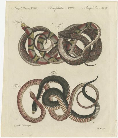 Four Intertwined Snakes, Antique Bertuch Print, Vienna, circa 1805, view 2
