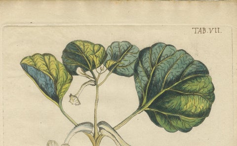 Bold Leaves and Butterfly, Hand-Colored Botanical Print from Meerburgh, 1775, close-up 5