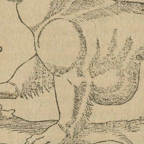 Rare 1592 Woodcut of Exotic Animal from Sebastian Münster's "Cosmographia", close-up 3