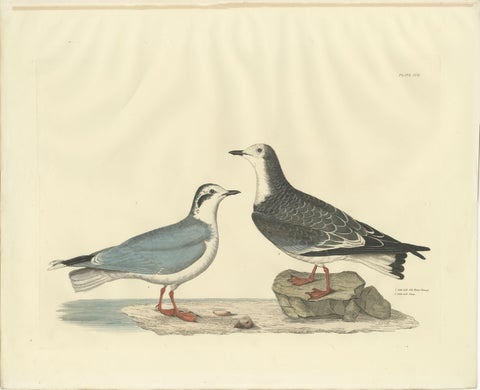 Original Handcolored Engraving of The Little Gull by Selby, 1826, view 2