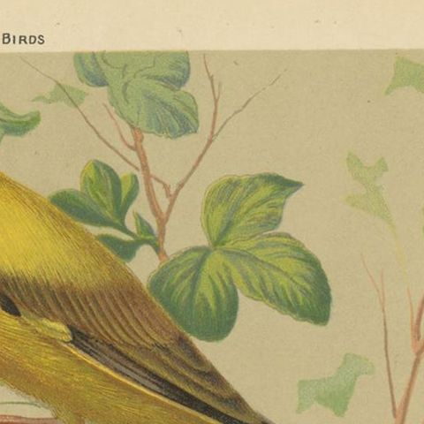 Antique Bird Print of Greenfinch & Canary Mule, Goldfinch & Linnet and Others, close-up 1