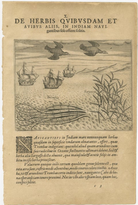 Pair of De Bry Engravings of Birds, Fish & Sea Plants en Route to India, c.1598, view 3
