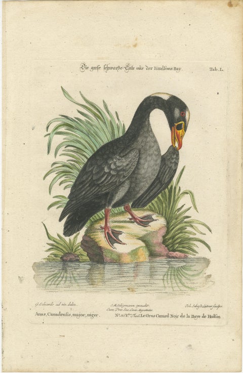 Engraving of the Large Black Duck from Hudson's Bay by Johann Seligmann, ca.1770, view 2