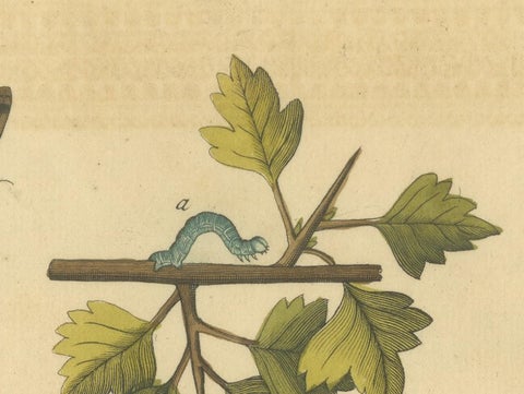 English Moths on Hawthorn Branch, Early 18th-Century Hand-Colored Print, view 3
