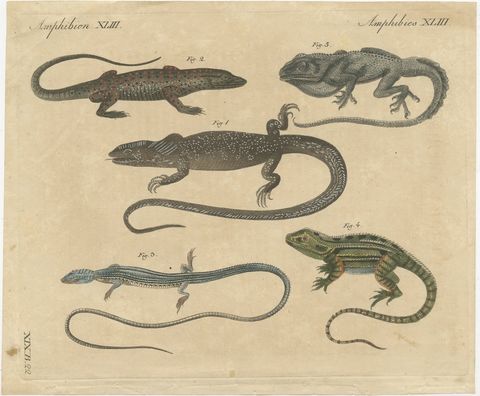 Five Exotic Lizards, Antique Bertuch Print, Vienna, circa 1820, view 2