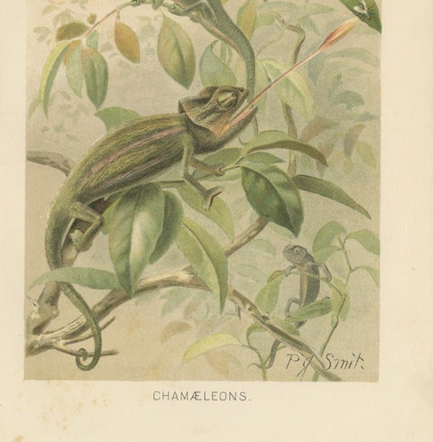 Chameleons in Tropical Foliage, Antique Reptile Natural History Print, 1895, close-up 4