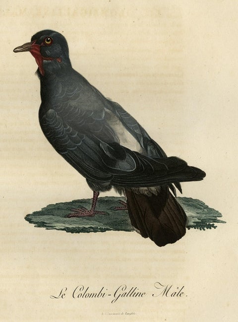 Antique Handcolored Bird Print of a Dove Named Le Colombi-Galline, Male, 1800, close-up 1