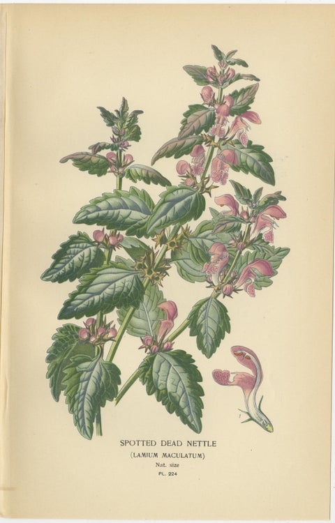 1897 Botanical Prints, Hybrid Coleus, Scarlet Sage, and Spotted Dead Nettle, view 4