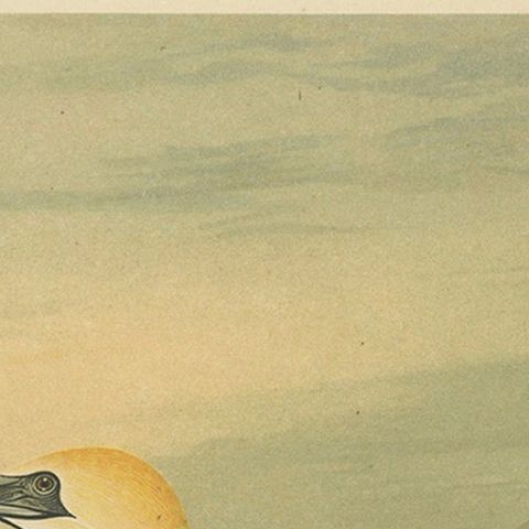 Antique Bird Print of Northern Gannets on Cliffside at Sunset, 19th Century, close-up 6