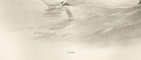 Long-Tailed Duck, Antique Bird Print after Lilian Medland, circa 1909, close-up 1