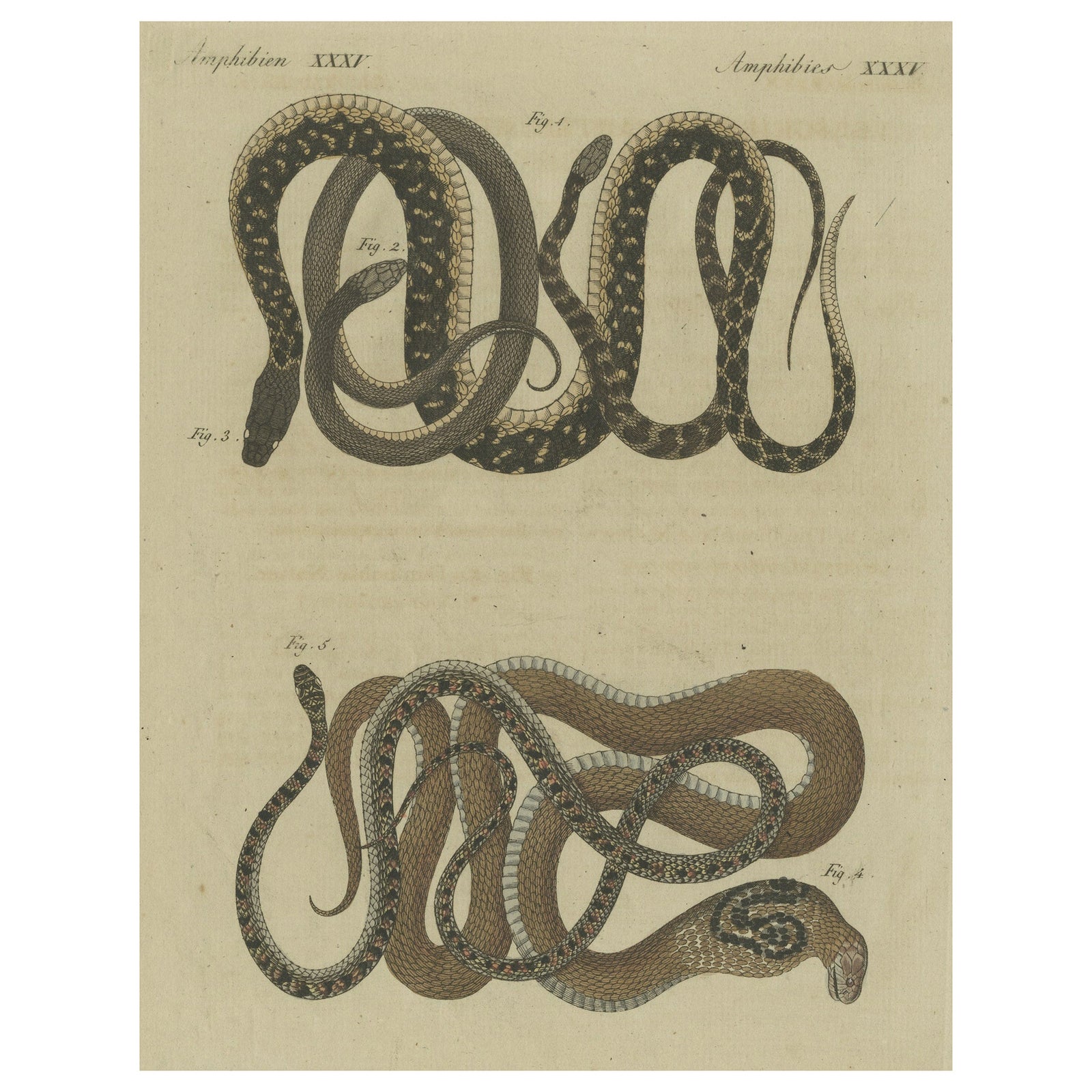 Hand-colored EngravingS of Five various Snakes, incl Dahl's Whip Snake, ca.1800