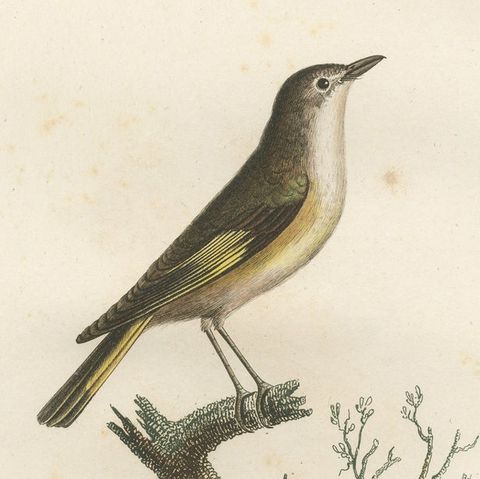 The White Golden Flycatcher - 'Le Moucherolle doré' Antique Ornithological Print, close-up 3