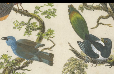 Ornithology Piciformes Plate III - Antique Bird Engraving, 1811, close-up 2