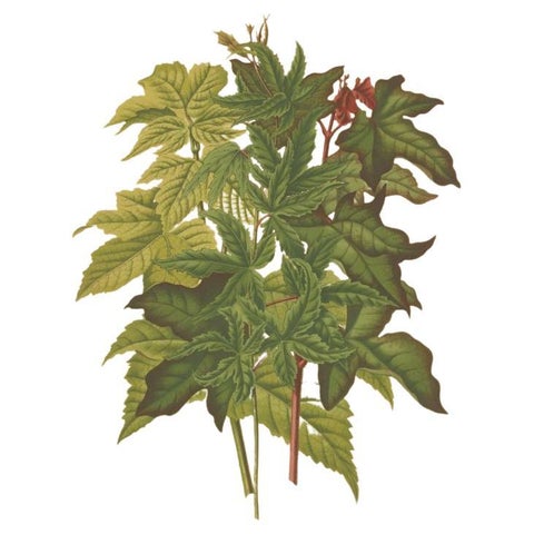Antique Flower Print of the Acer Palmatum, 1879, view 2
