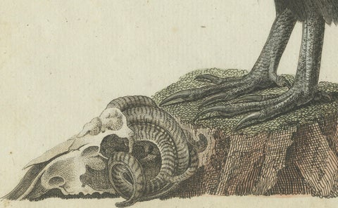 Andean Condor (Male) - Majestic Vultur gryphus Illustration by Bertuch, 1805, close-up 1