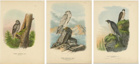 Falcons and Owls, Set of Three Antique Bird Prints, 19th Century c.1894, view 5