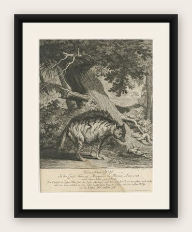Antique Print of an Indian Wolf by Ridinger, c.1745, shown framed