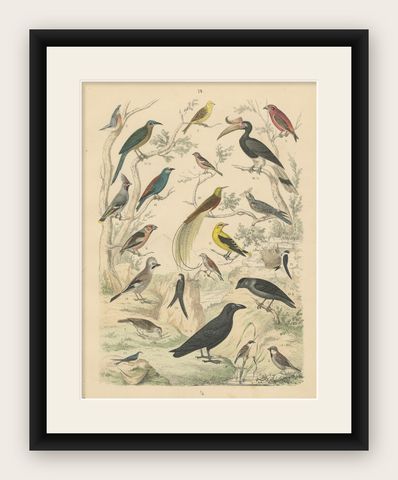 Songbirds & Tropical Birds Print: Hornbill, Bee-eater, Crow, Antique 1867, shown framed