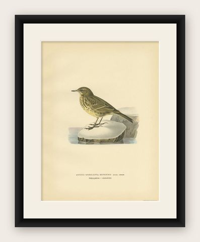 Beautiful Antique Bird Print of the Water Pipit, 1927, shown framed
