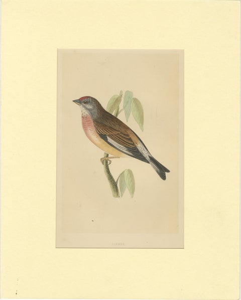 Antique Bird Print of a Linnet, view 2