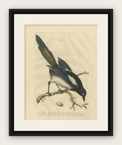 Magpie (Pica), Antique Ornithological Print with Dutch Text, Nozeman, 1770–1829, shown framed