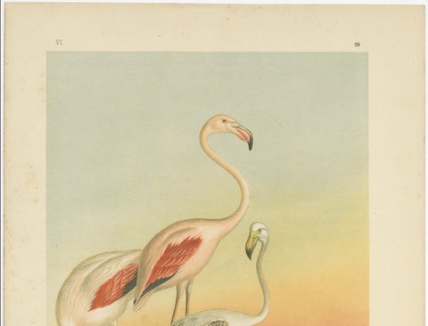 Antique Chromolithograph of Flamingos, Phoenicopterus roseus, c.1890, close-up 5