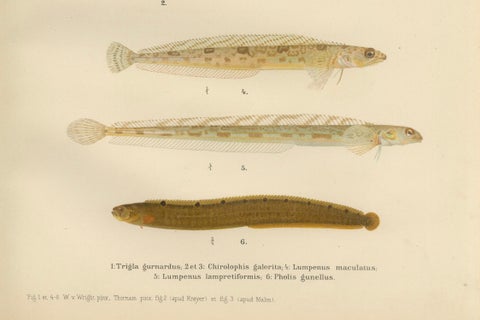 Gurnard, Butterfish, Blenny and Eelpout - 1895 Scandinavian Fish Lithograph, close-up 1
