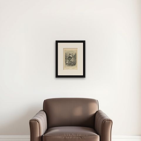 Antique Bird Print of a Great Hornbill and Crested Kingfisher, 1853, shown framed on a wall