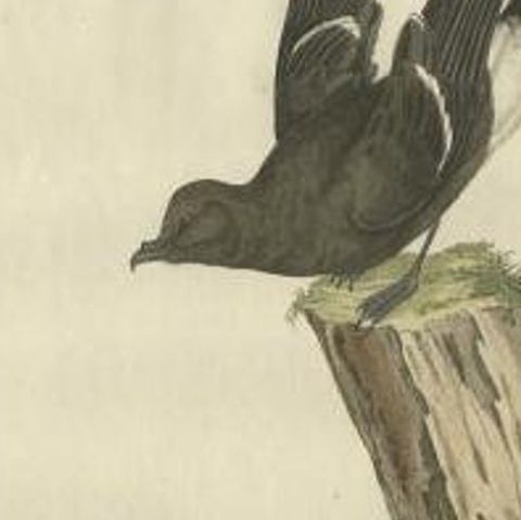 Antique Bird Print of the European Storm-Petrel by Sepp & Nozeman, 1797, close-up 1