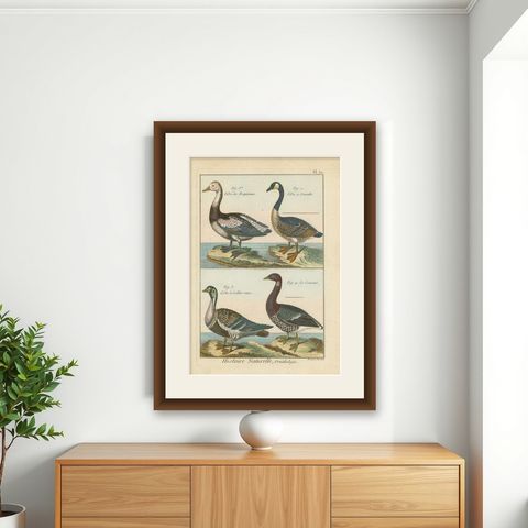 Beautiful, Hand-Colored, Rare Copper Engraving of Four Geese '1792', shown framed on a wall