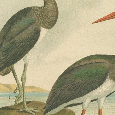 Antique Bird Print of the Black Stork by Naumann, circa 1895, close-up 2